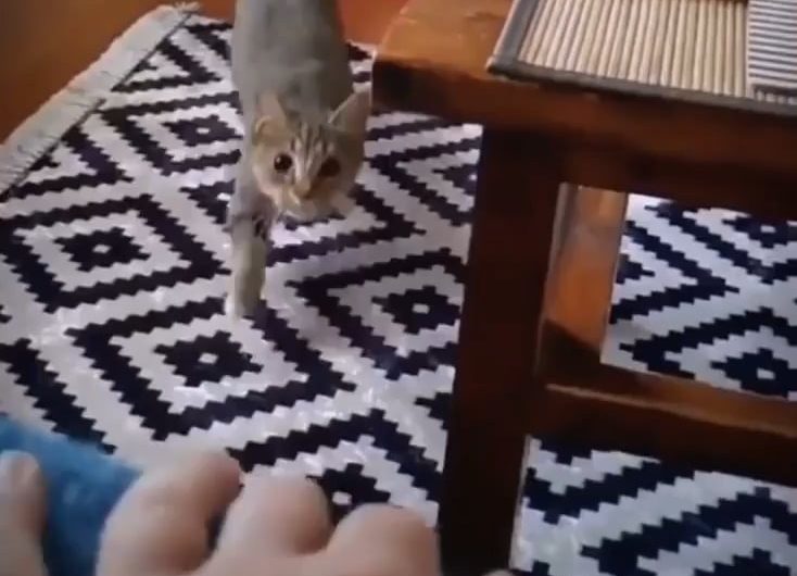 The cat smartly tucks its ear to keep it safe from the table