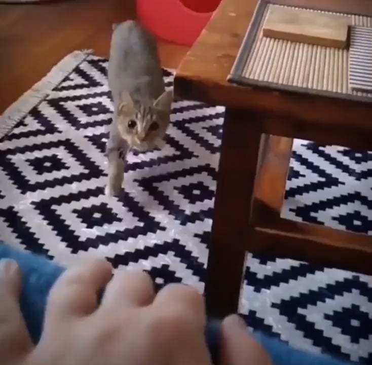 The cat smartly tucks its ear to keep it safe from the table