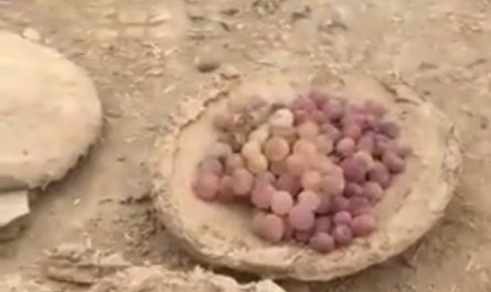 The cheapest way to preserve food . 6 months preserved grapes (still fresh)