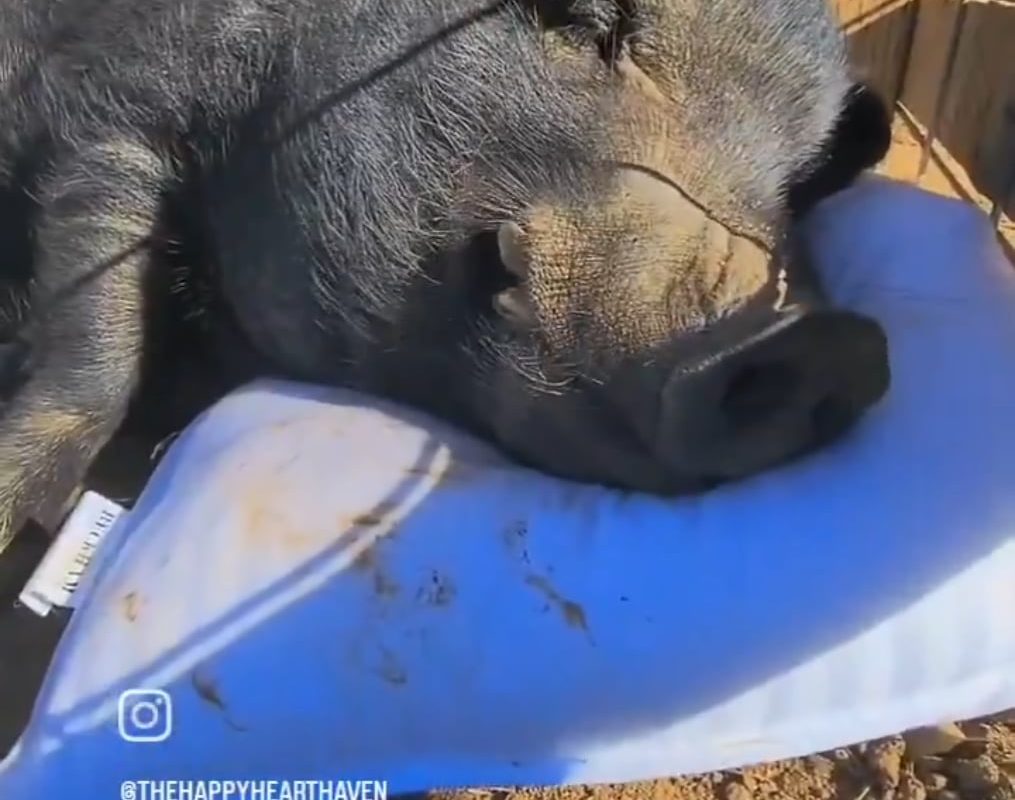 The coziest video you'll see today