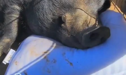 The coziest video you'll see today