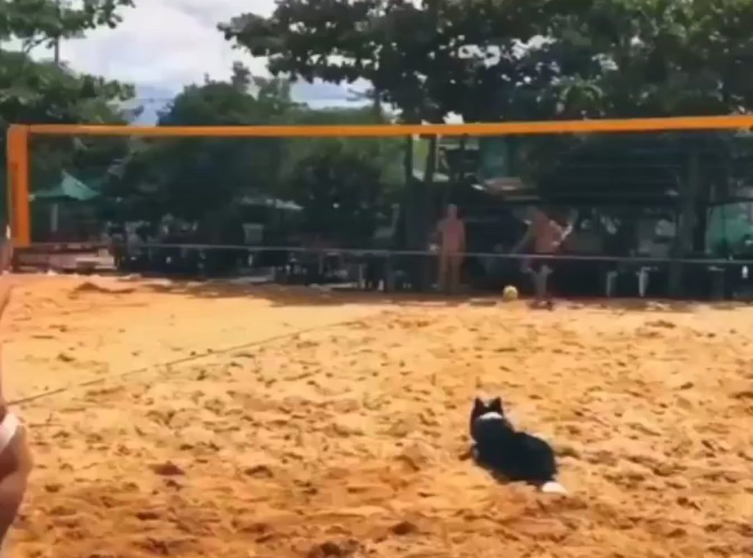 The dog realizes they won and celebrates