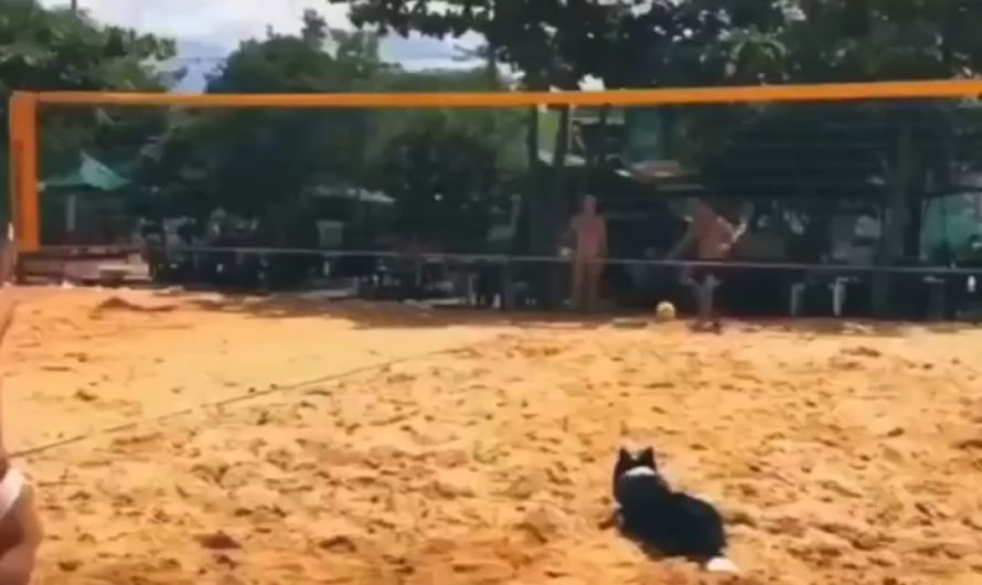 The dog realizes they won and celebrates