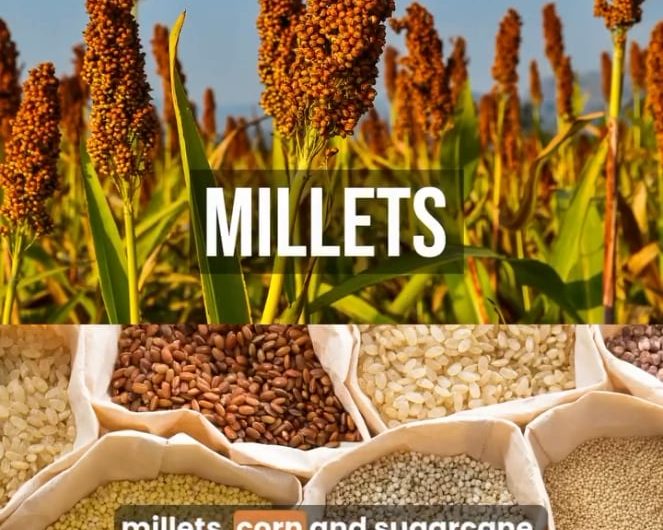 The eleven botanical families that make up 90 percent of human calories.