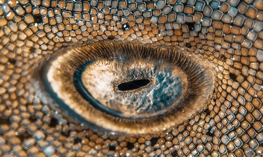 The eyes of a nurse shark