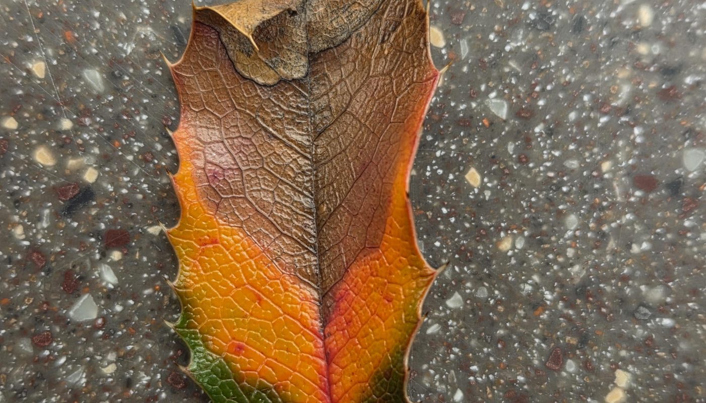 The full course of autumn in a single leaf