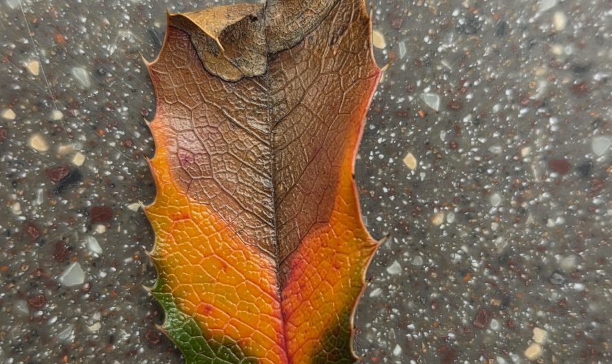 The full course of autumn in a single leaf