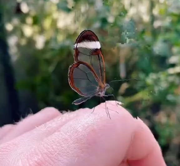 The glasswing butterfly (Greta oto) is a famous butterfly known for its transparent wings, which make it look like it’s made of glass.