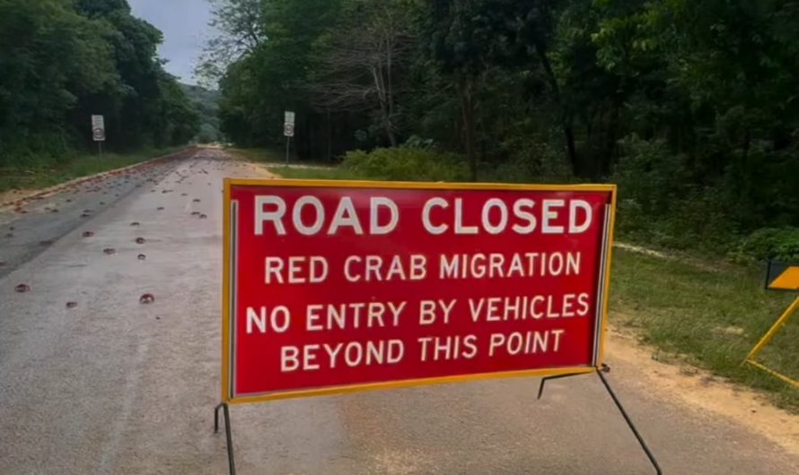 The great red crab migration