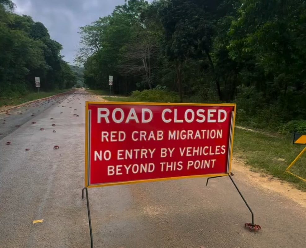 The great red crab migration