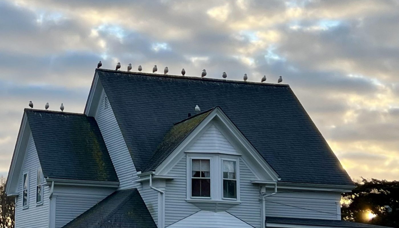 The horizontal distribution of the seagulls