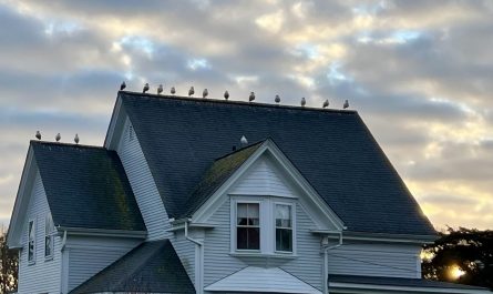 The horizontal distribution of the seagulls