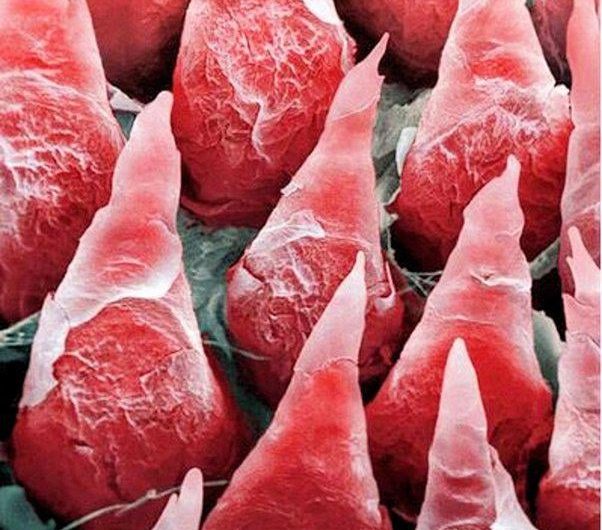 The human tongue under very high zoom