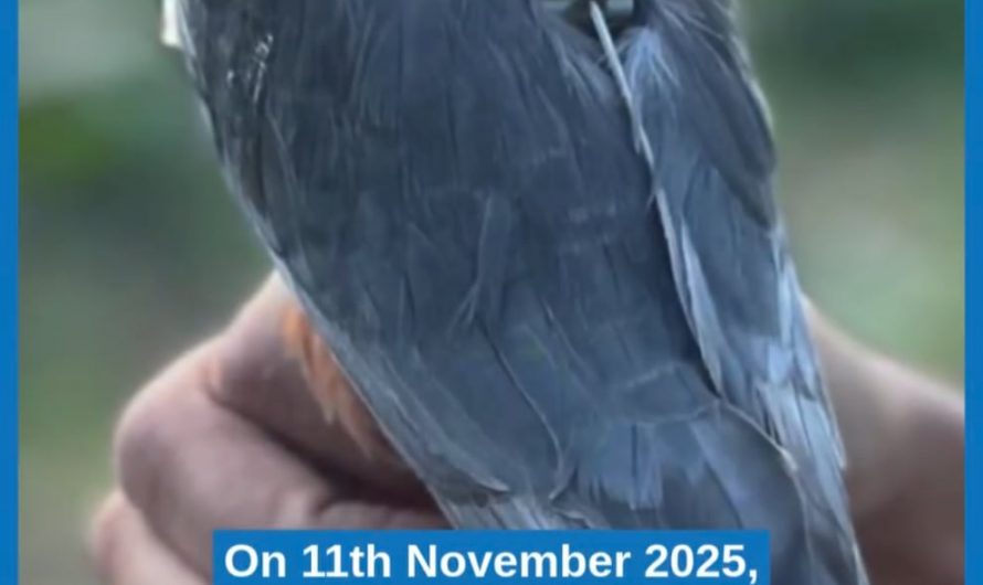 The incredible 76 hours non-stop marathon flight of an Amur Falcon from India to Somalia