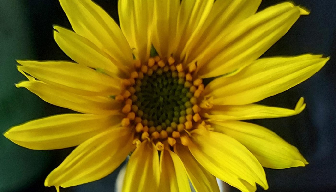 The inside of this sunflower