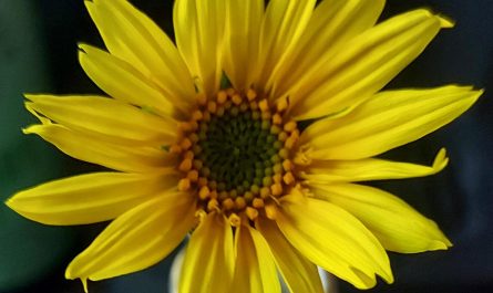 The inside of this sunflower