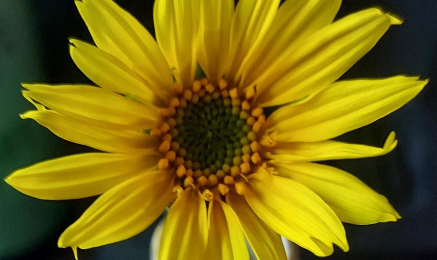 The inside of this sunflower