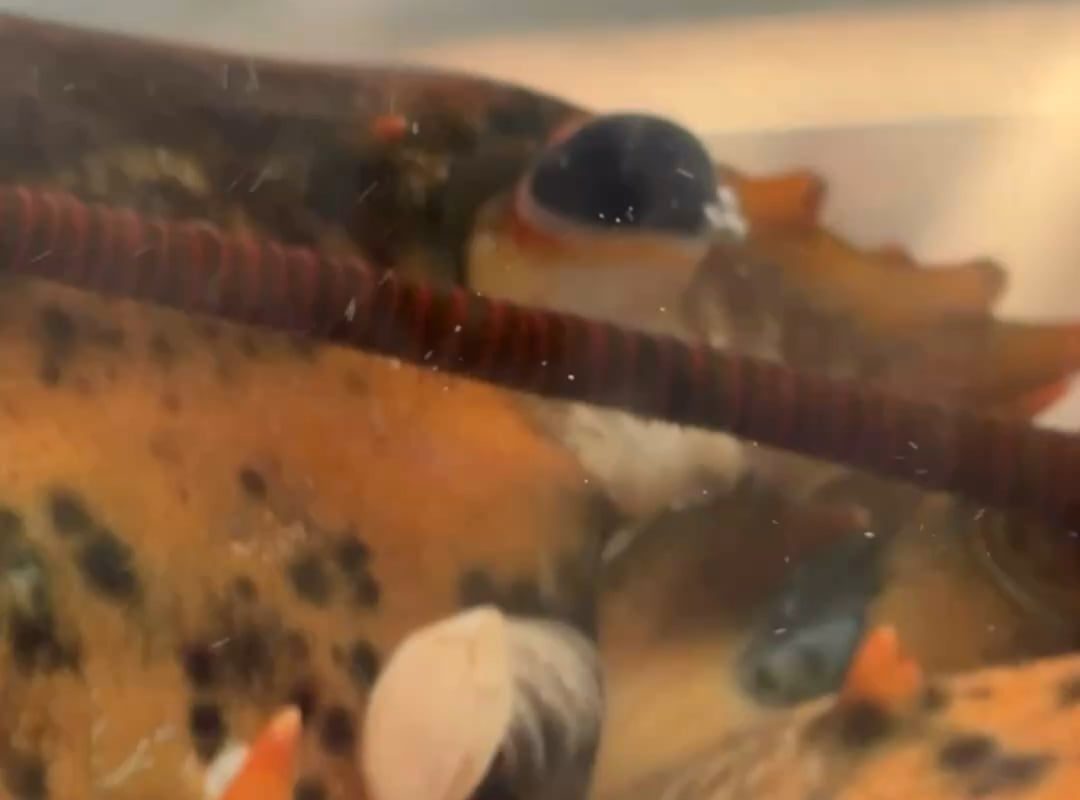 The lobster in my store has a live sea anemone on it