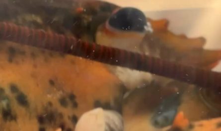 The lobster in my store has a live sea anemone on it