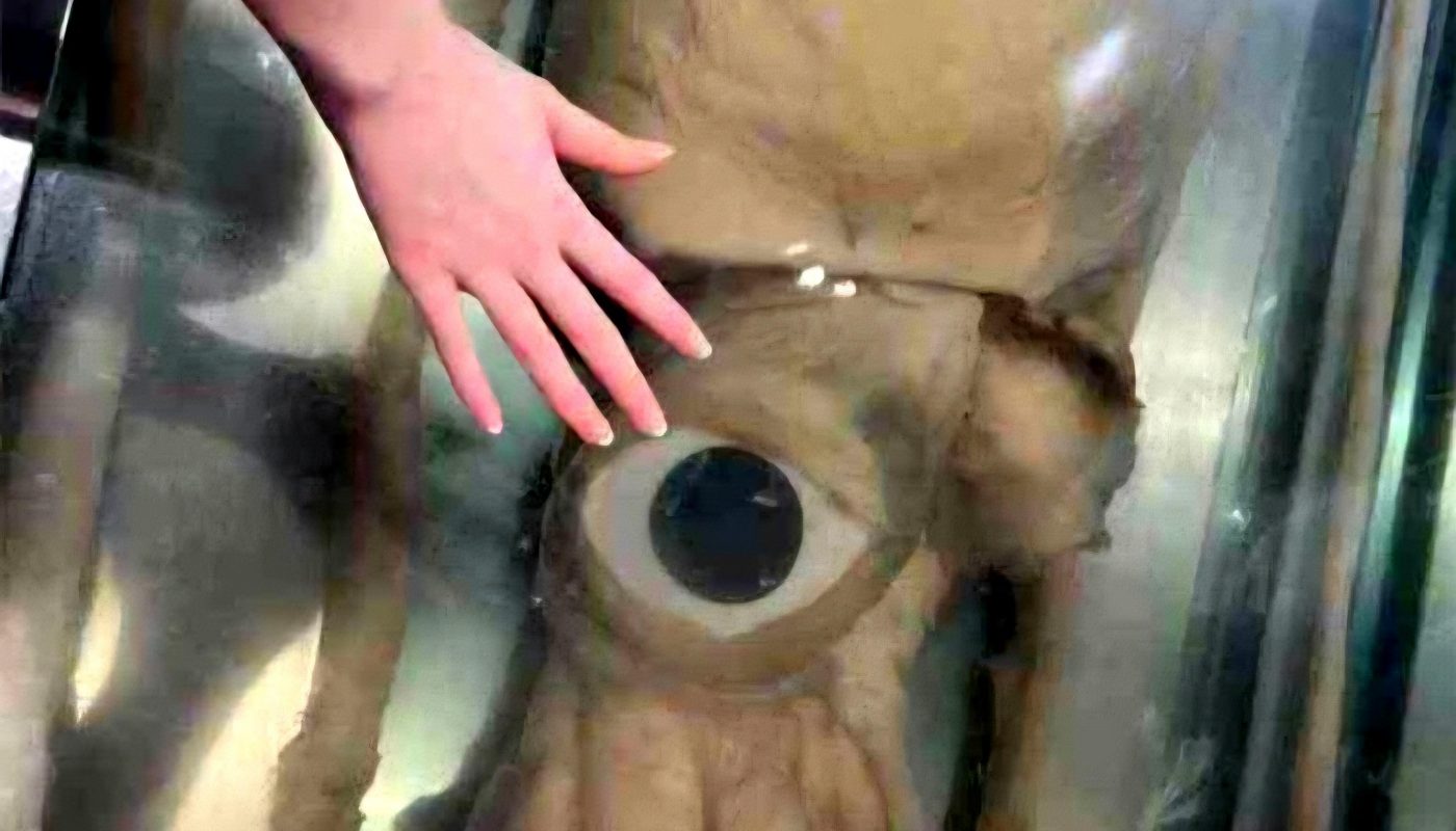The monstrous size of a giant squid eye. Giant squids have the largest eyes of the animal kingdom, measuring about 11 inches ( 27cm ). Evolved for the deep ocean, those eyes help them detect prey and huge predators like sperm whales.