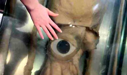 The monstrous size of a giant squid eye. Giant squids have the largest eyes of the animal kingdom, measuring about 11 inches ( 27cm ). Evolved for the deep ocean, those eyes help them detect prey and huge predators like sperm whales.