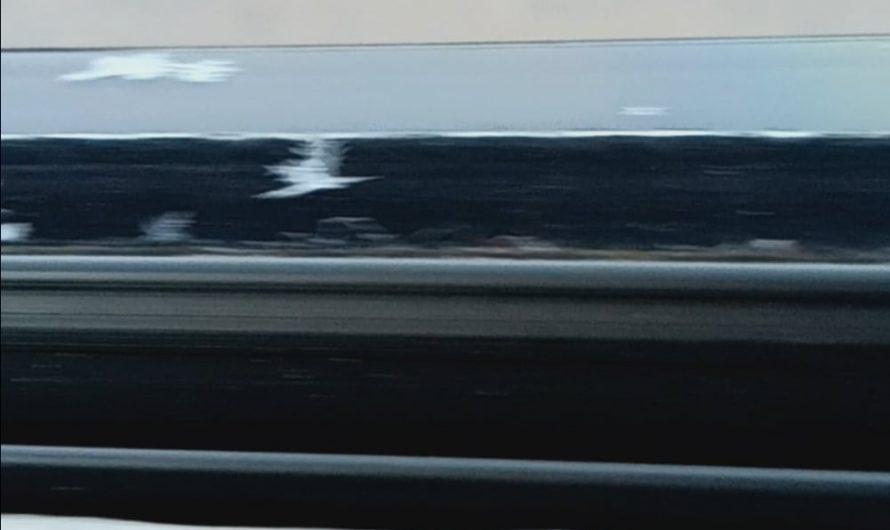 The most snowflake-looking snowflakes I’ve ever seen.