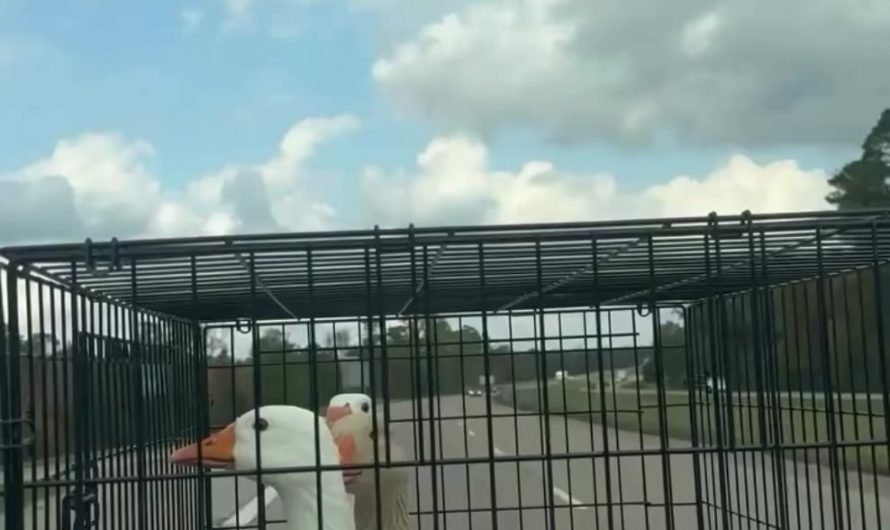 The predator avoidance reflex of geese being transported when they pass under the shadow of bridges