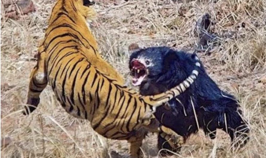 The sloth bears found in India, and the inspiration for Baloo in The Jungle Book, are considered to be the most aggressive bear species in the world.