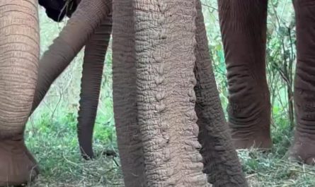 The sound of juvenile elephants eating tasty treats