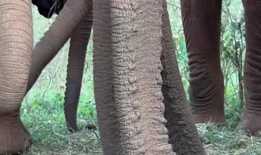 The sound of juvenile elephants eating tasty treats