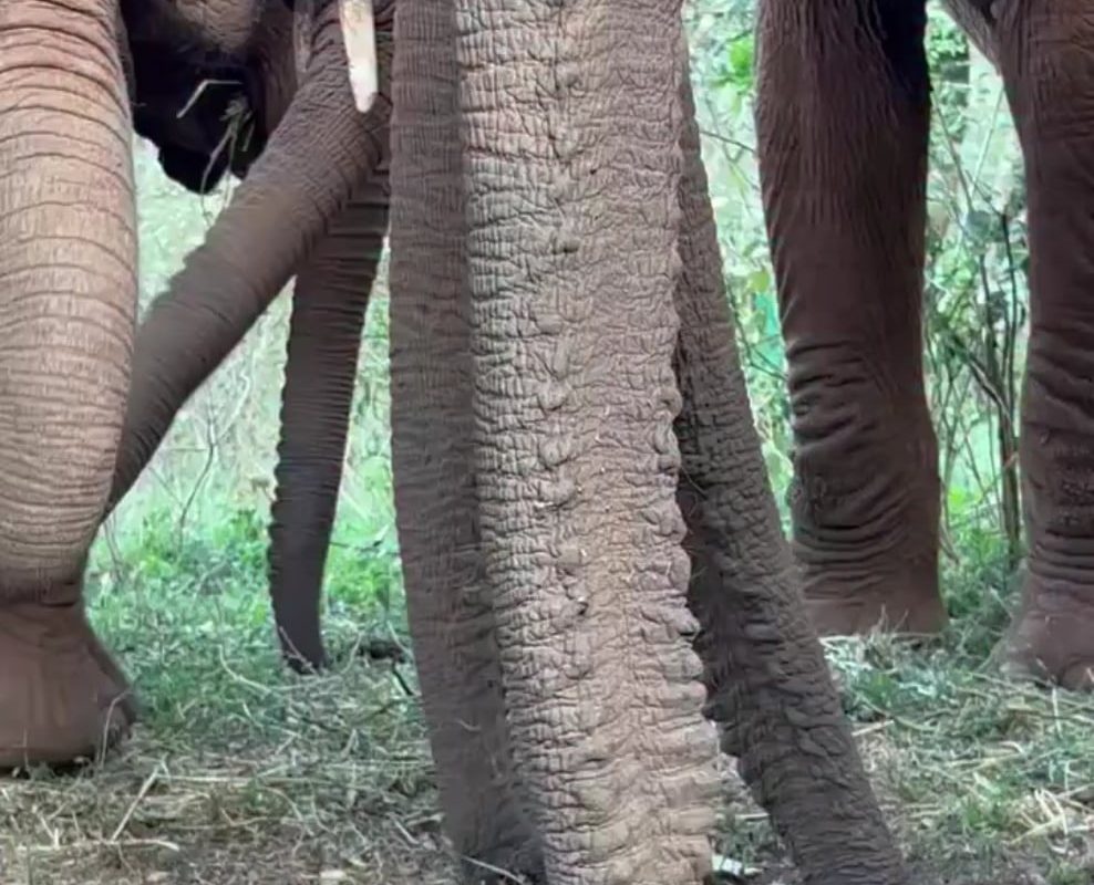 The sound of juvenile elephants eating tasty treats