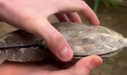 The stunning natural spiral pattern preserved inside