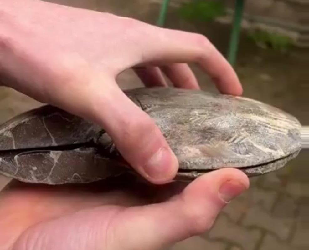 The stunning natural spiral pattern preserved inside