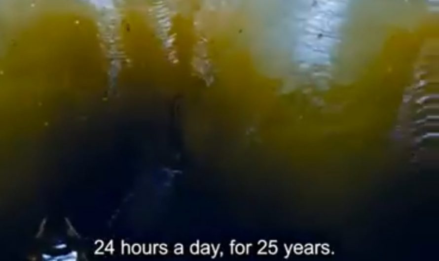 The termite queen lays eggs 24/7 for 25 years. That’s some incredible feat. It’s tough to imagine being built to do that for so long.