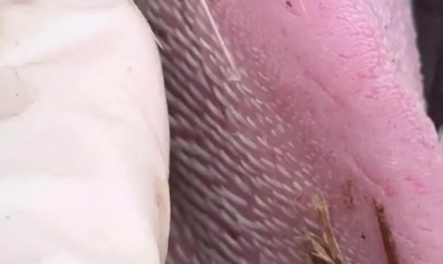 The tongue and canine tooth of a 400-pound lioness undergoing a health check by wildlife biologist and TV host Adam Thorn