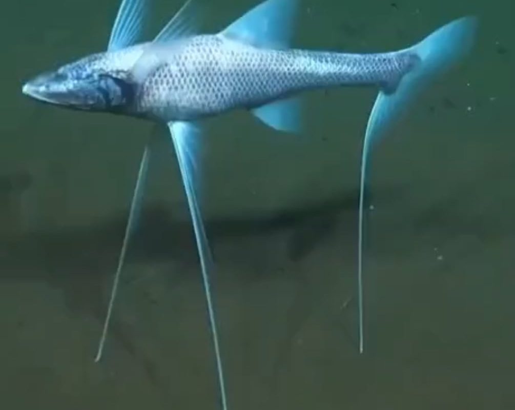 The tripod fish is a deep sea creature that stands on the ocean floor using three long fins