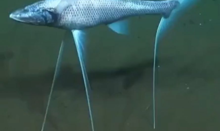 The tripod fish is a deep sea creature that stands on the ocean floor using three long fins