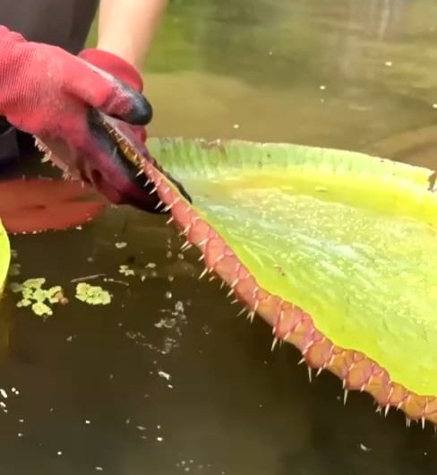 The underside of a Lilypad.