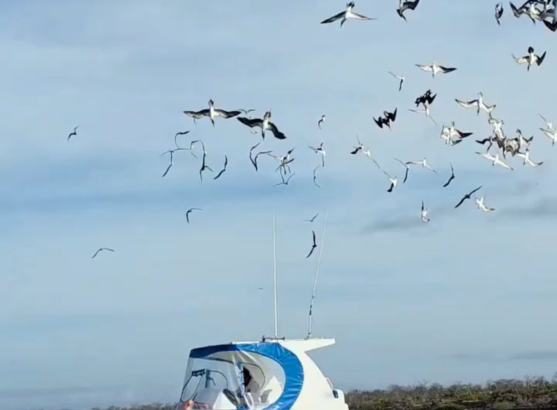 The way these birds are diving and surfacing