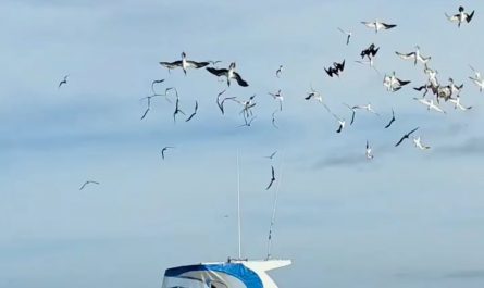 The way these birds are diving and surfacing