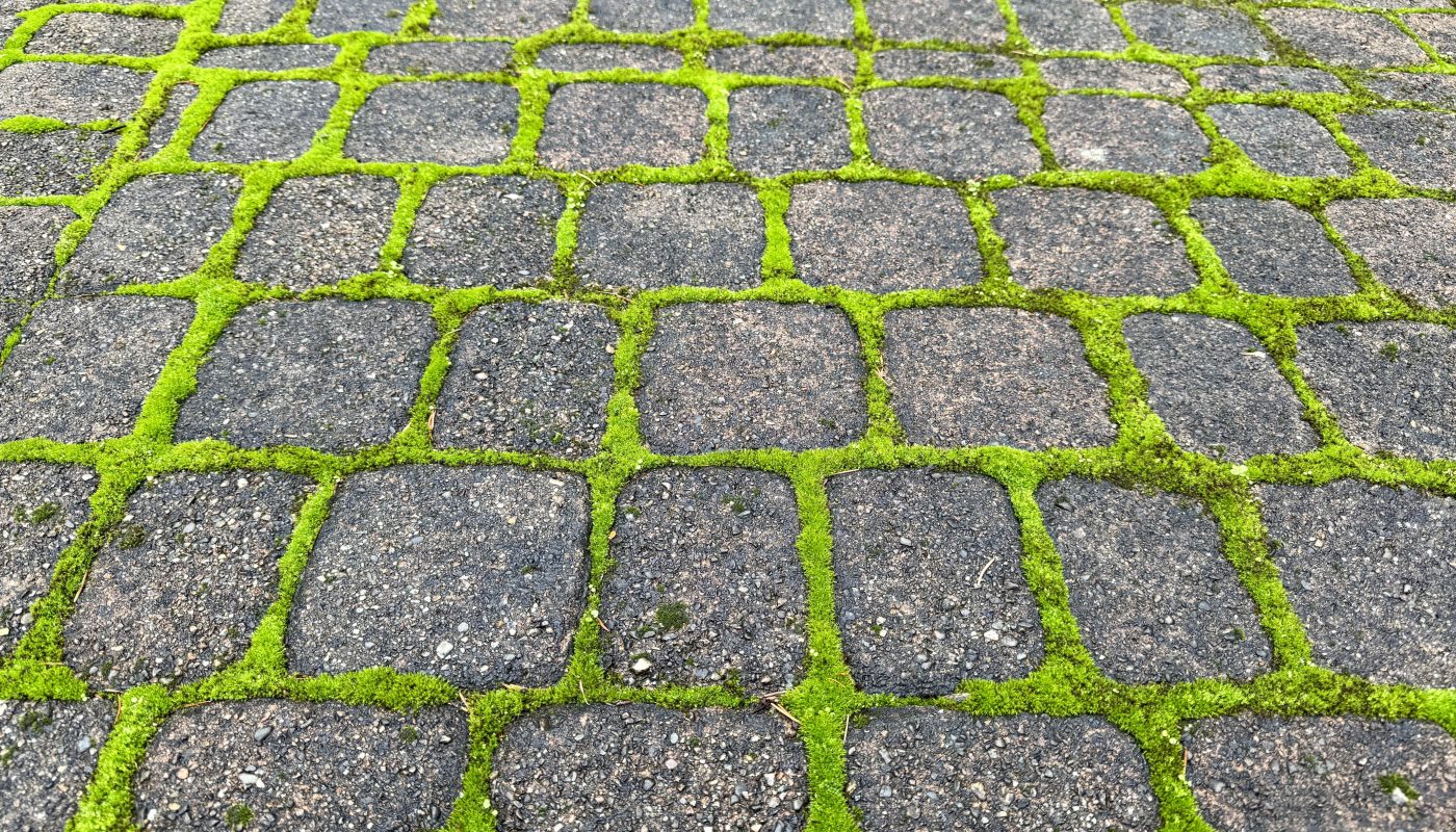 The way this moss grows only in the space between the bricks