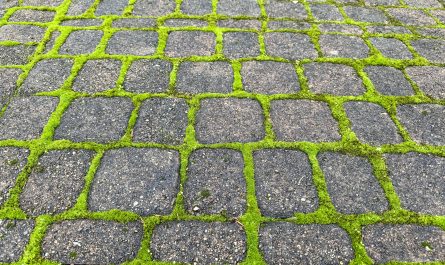 The way this moss grows only in the space between the bricks