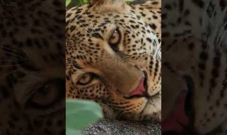 The weakest moments of a predator 👀#youtube #corridos #corridostumbados #pesopluma #musica #nature