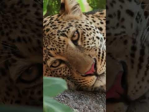 The weakest moments of a predator 👀#youtube #corridos #corridostumbados #pesopluma #musica #nature