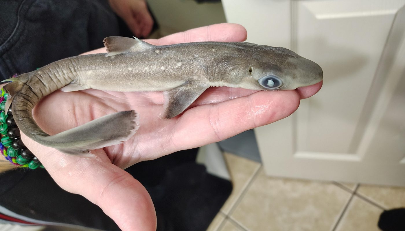 Theres something wrong with my dog.