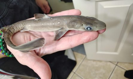 Theres something wrong with my dog.