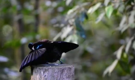 This Victoria riflebird gave it his all to try to seduce a female