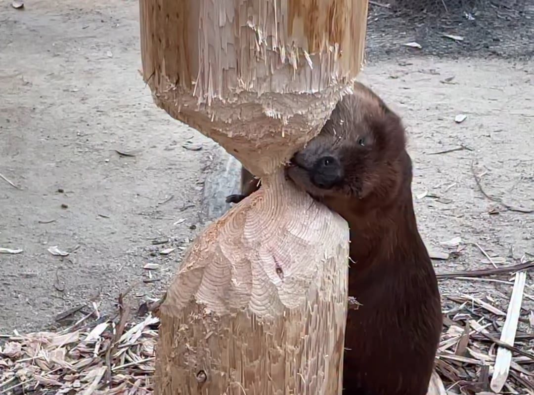 This beaver nibbling on wood