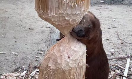 This beaver nibbling on wood