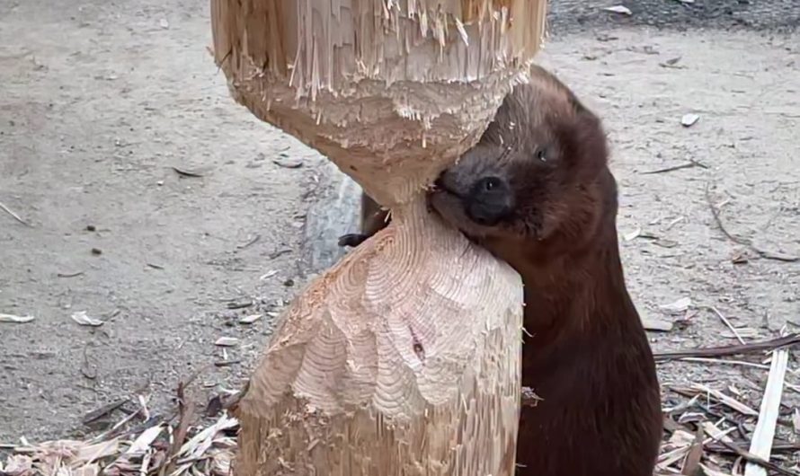 This beaver nibbling on wood